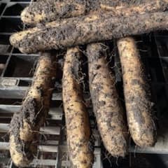 青森県産春堀り長芋のサムネイル