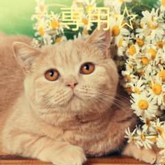 메루나 님 ☆ 전용 ☆ 리본 인형 양복 세트