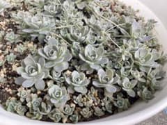 多肉植物 子持蓮華のサムネイル