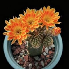カーニバル 新品種花サボテン 白檀 カキコ - メルカリ