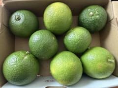 【即日発送】福岡県産　新鮮かぼす 種あり 不揃い　自然育ち　無農薬のサムネイル