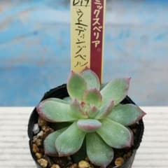 ミックスベリア ウェディングベル 抜き苗 おらいさん 多肉植物 札は