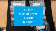 エリオシケ　いろいろ種子セット　４６種類　各５粒ずつ エリオシケ いろいろ種子セット 46種類 各5粒ずつ - メルカリ