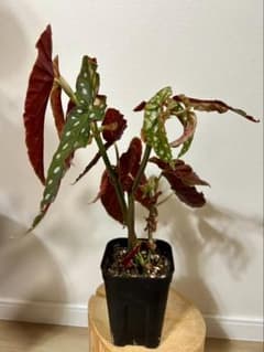 ベゴニア マクラータ　観葉植物のサムネイル