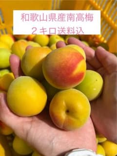 和歌山県産南高梅（手もぎ完熟）2キロ 送料込のサムネイル