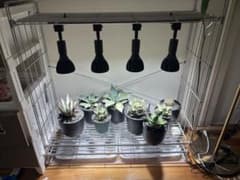 【ステップbanbanさん専用】アガベ 育成用 植物育成ライト ラックセット ステップbanbanさん専用】アガベ 育成用 植物育成ライト ラックセット