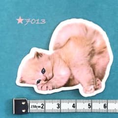 7013 [신품] 스티커 흰 고양이 흰 고양이 흰색 고양이 흰색 고양이 고양이 고양이 고양이