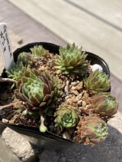 ヨル様専用です⭐︎のサムネイル