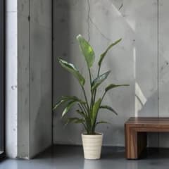 ストレリチア オーガスタ♪ 10号仕立て 137cm 3株植え♪ - メルカリ