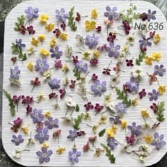 No,636 わすれな草　アリッサム　ドライフラワー花材のサムネイル