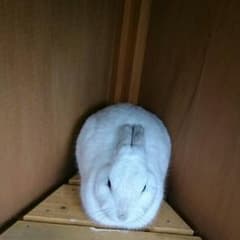 ゆう様専用のサムネイル