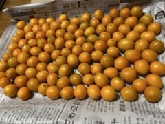 キンカン　箱込み約1kg 和歌山産　無農薬＊自然栽培のサムネイル