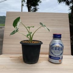 斑入りクワズイモ 27のサムネイル