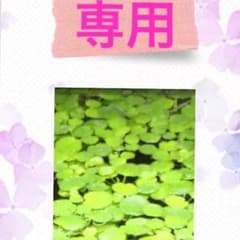 まーぴー様専用のサムネイル