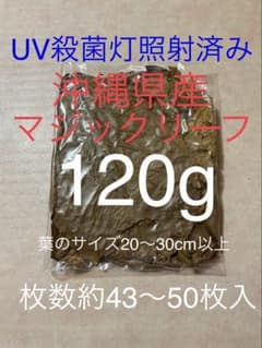 沖縄県やんばる産マジックリーフ 120g 43〜50枚入 UV殺菌灯照射済み②