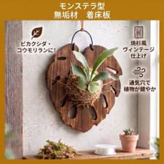 着床板 ビカクシダ コウモリラン 無垢材 モンステラ型　着床材　園芸用品のサムネイル