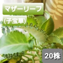 子宝草　マザーリーフのサムネイル