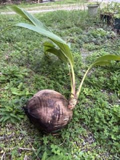 ココナッツ苗 発芽中 大きめのサムネイル
