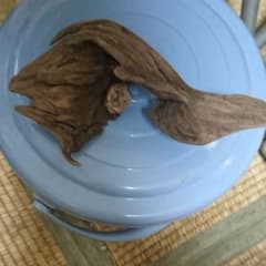 流木水槽装飾のサムネイル