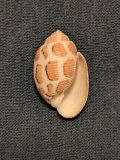 モヨウカヤノミガイ 貝殻 モヨウカヤノミガイ 貝殻 - メルカリ