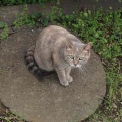 ARO様専用ページのサムネイル