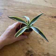 アガベ　アメリカーナ　縞斑　斑入り　抜き苗 アメリカーナ＊斑入り＊子株＊アガベ＊抜き苗発送 - メルカリ