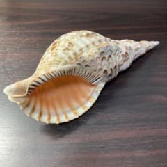 美品＊ 法螺貝 ほら貝 ホラ貝 約25cm 225g インテリア 貝置物 - メルカリ