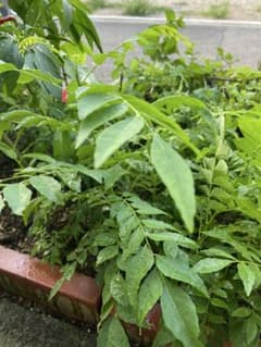 大きくて生カレーリーフ50gのサムネイル