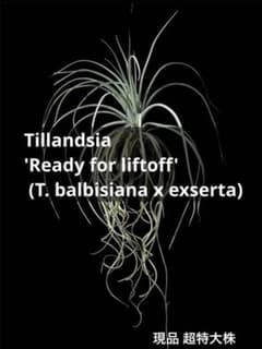 ティランジア レディーフォーリフトオフ / 特大株 交配種 チランジア