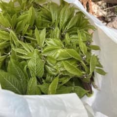 山菜のサムネイル