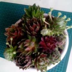 センペルビューム寄せ植えのサムネイル
