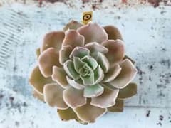 多肉植物　ミスペルシア②のサムネイル
