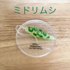 極小の共存者 微生物ミドリムシのサムネイル