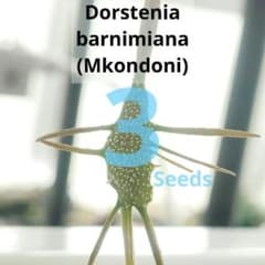 し*け様 【種子 3粒】Mkondoni産バルニミアナ ドルステニアのサムネイル