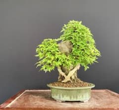 白木盆栽園 石付き楓 樹高36センチ 盆栽紅葉モミジ欅ケヤキ観葉植物石