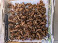 セミの抜け殻 200匹以上 まとめ売りのサムネイル