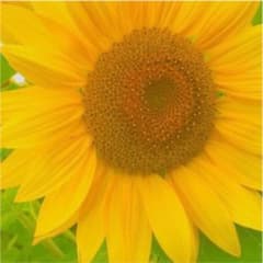 専用のサムネイル