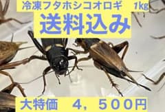 特価　訳アリ　冷凍コオロギ 約1キロ　袋入りのサムネイル