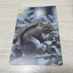 リスのポストカード　井の頭公園のサムネイル