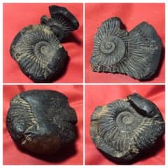 アンモナイト化石 ネパール産 カリカンタギひょうこく渓谷採掘 - メルカリ