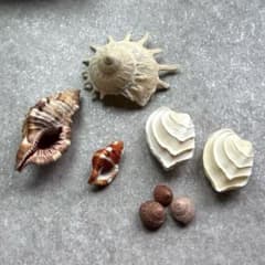 蘭 貝殻 標本 イジンノユメ カジトリグルマ 貝殻 標本 イジンノユメ カジトリグルマ - メルカリ