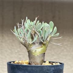 選抜株】カワイイ！オトンナ ユーフォルビオイデス 塊根植物 - メルカリ