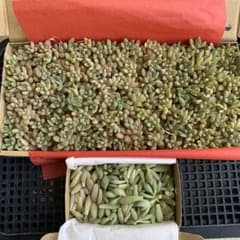 キ*ウ様 多肉植物　カット苗詰め合わせのサムネイル