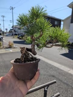 福島五葉松盆栽 捻転幹 模様木 根上り 鉢植え - メルカリ