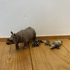 アニア サイ アザラシのサムネイル
