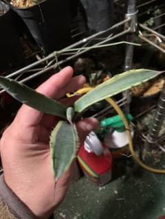AGAVE アガベ　フェロックス　バターフィンガー　子株のサムネイル