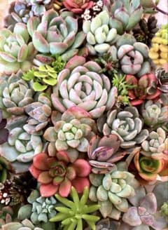 多肉植物カット苗詰め合わせ♡19×12cm 大パック♡寄せ植え 多肉弁当のサムネイル