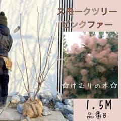スモークツリー(けむりの木)ピンクファー1.5M(鉢底から)品番B - メルカリ