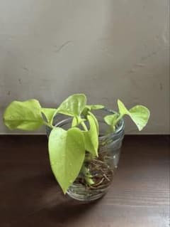 【観葉植物】ポトス　3個セットのサムネイル
