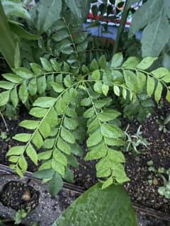 鮮度抜群 カレーリーフ 苗木(２年芽)のサムネイル